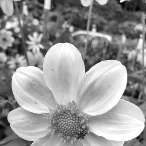 Meet your Posher, Feaven